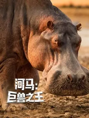 《河马：巨兽之王》：非洲荒野的沉默王者，它们的力量与生存智慧令人震撼！